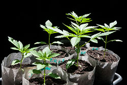 cannabis business startup